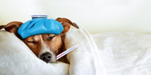 11 Signs Your Dog Might Be Sick