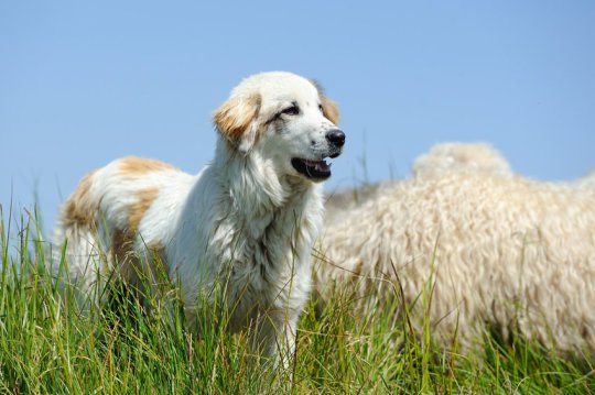 3 Allergy Fixes For Your Canine Companion