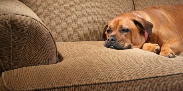 The 7 most common reasons why your dog is throwing up