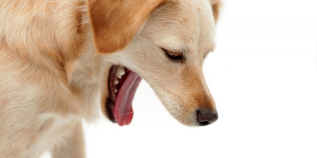 8 symptoms you need to watch out for if your dog is throwing up or experiencing diarrhea