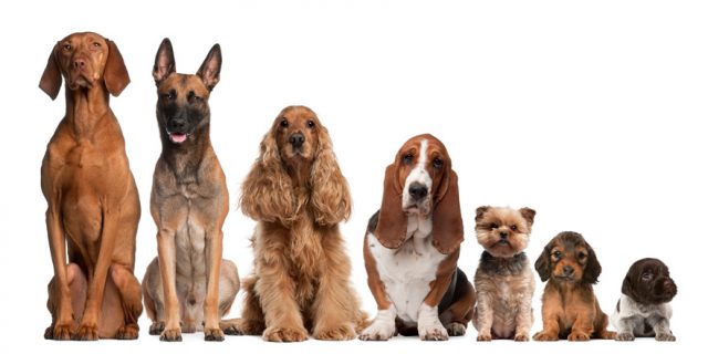 The evolution of dog breeds now mapped