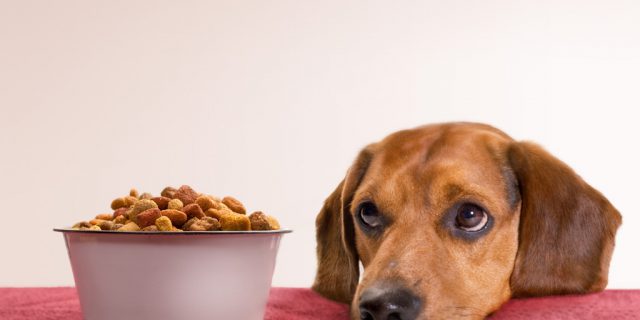 Is The Dangerous Dog Food Ingredient, Humectant, In Your Dog’s Food?