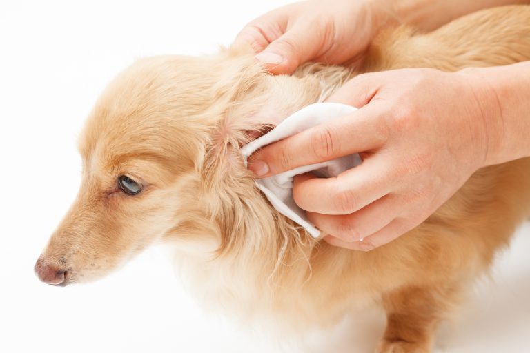 5 Drug Free Natural Remedies to Stop Ear Infections in Dogs