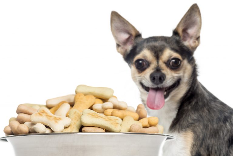 10 Easy To Make Homemade Treats Your Dog Will Love You For!