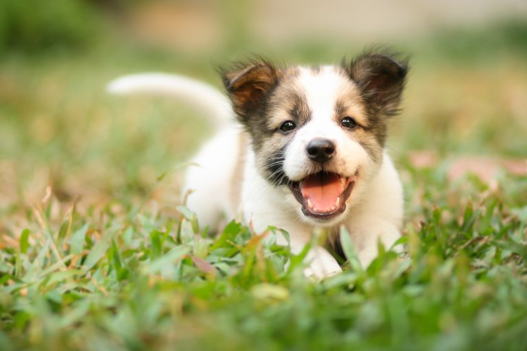 4 Causes of Bad Puppy Breath You Need To Watch Out For!