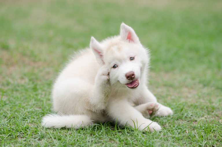 11 Things You Need To Know When Buying a Puppy From A Pet Store Or Breeder