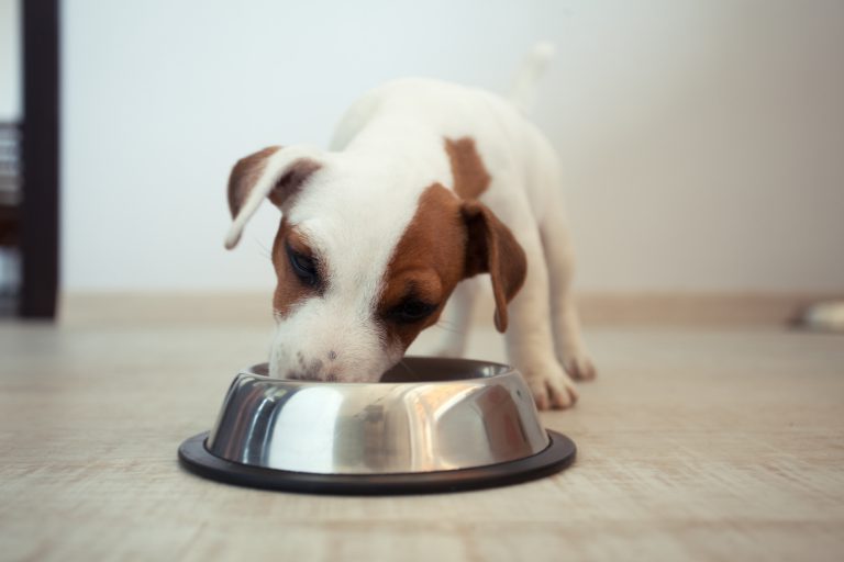 10 Surprising Facts About Dog Food