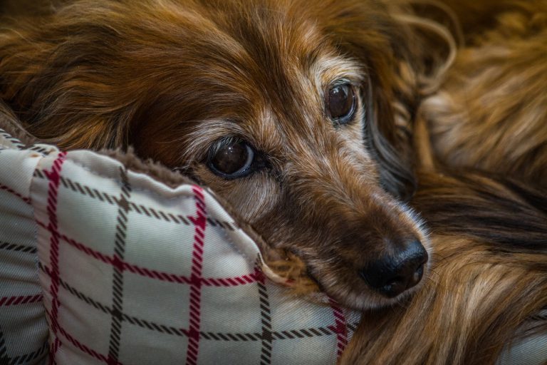 12 Human Foods That Could Spell Toxic Consequences For Your DOG (and even death!)