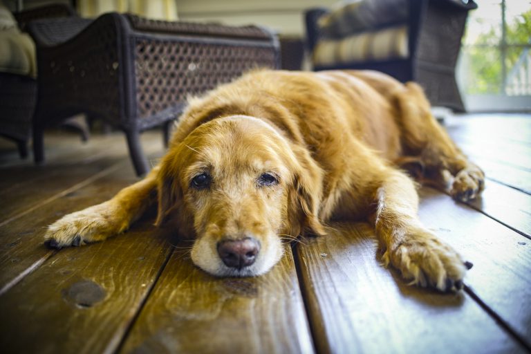Nutritional and Health Concerns For Senior Dogs