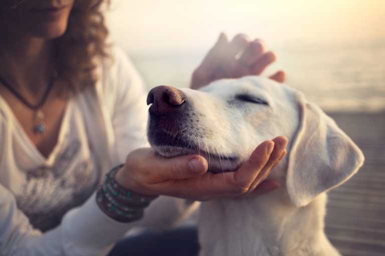 9 Human Meds Vet-Approved for Pets