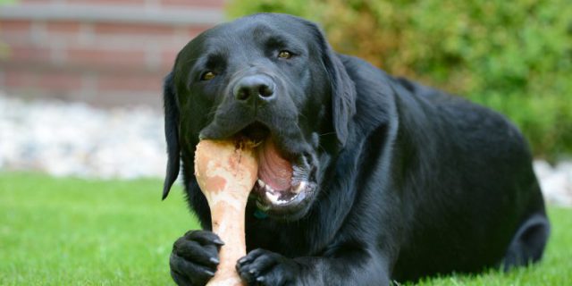 Revealed: Simple Tips and Tricks for Preventing and Treating Diabetes in Dogs