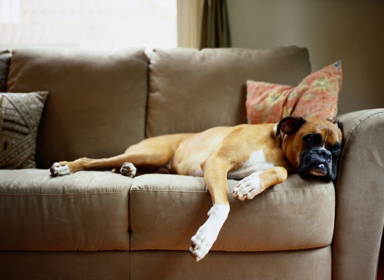 7 “Quick Fixes” To Your Dog’s Digestion Problems