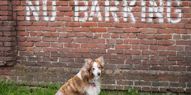 5 Ways To Teach Your Dog to Stop Barking