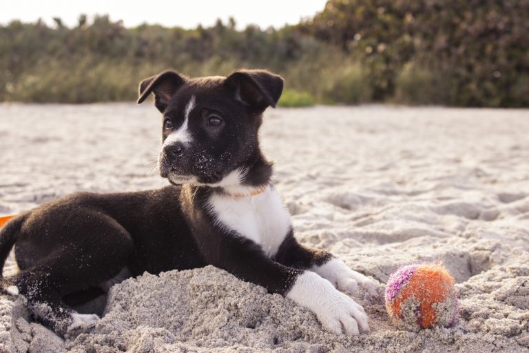 Six Ways You Can Help Your Rescue Dog Settle into Their New Home