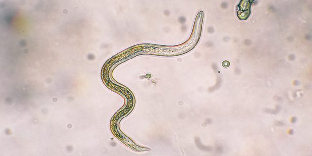 Roundworm Infections in Dogs