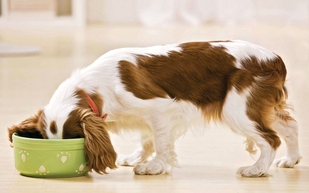 3 Foods That Are Killing Your Dog!